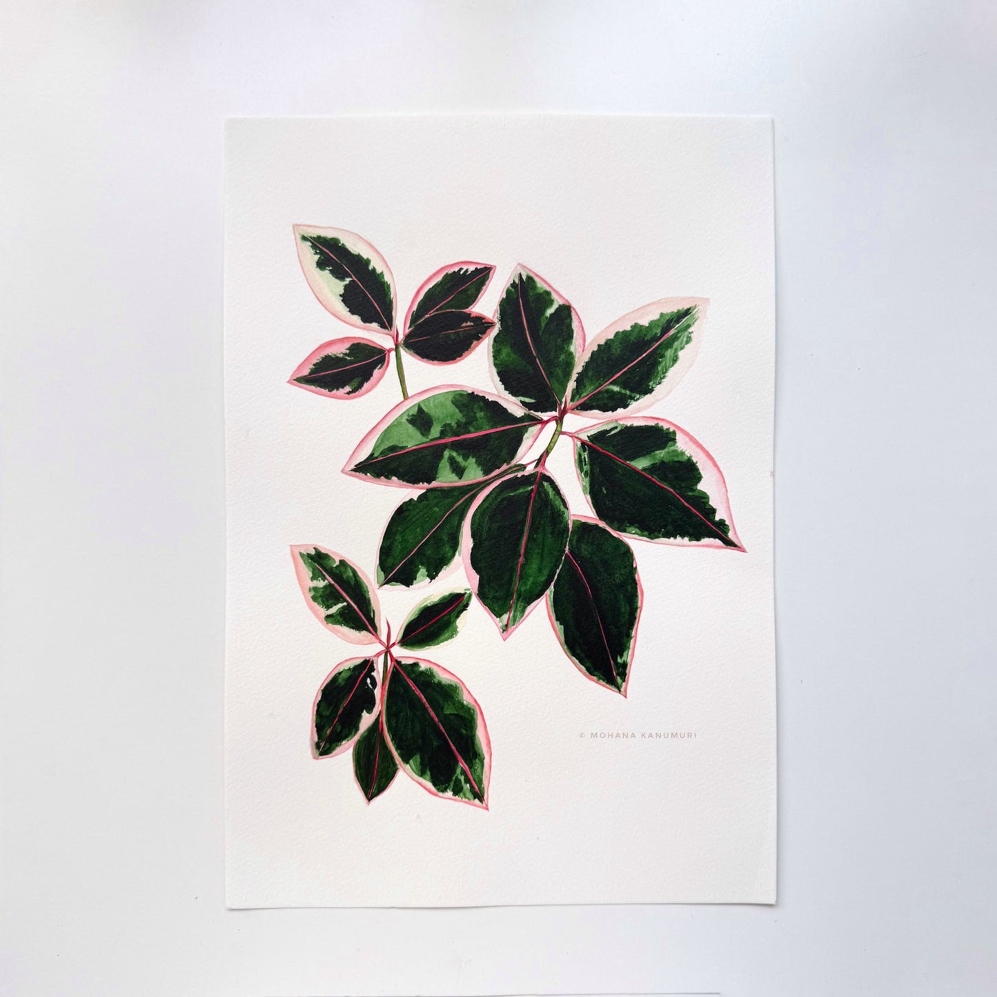 Ficus Ruby - A3 size