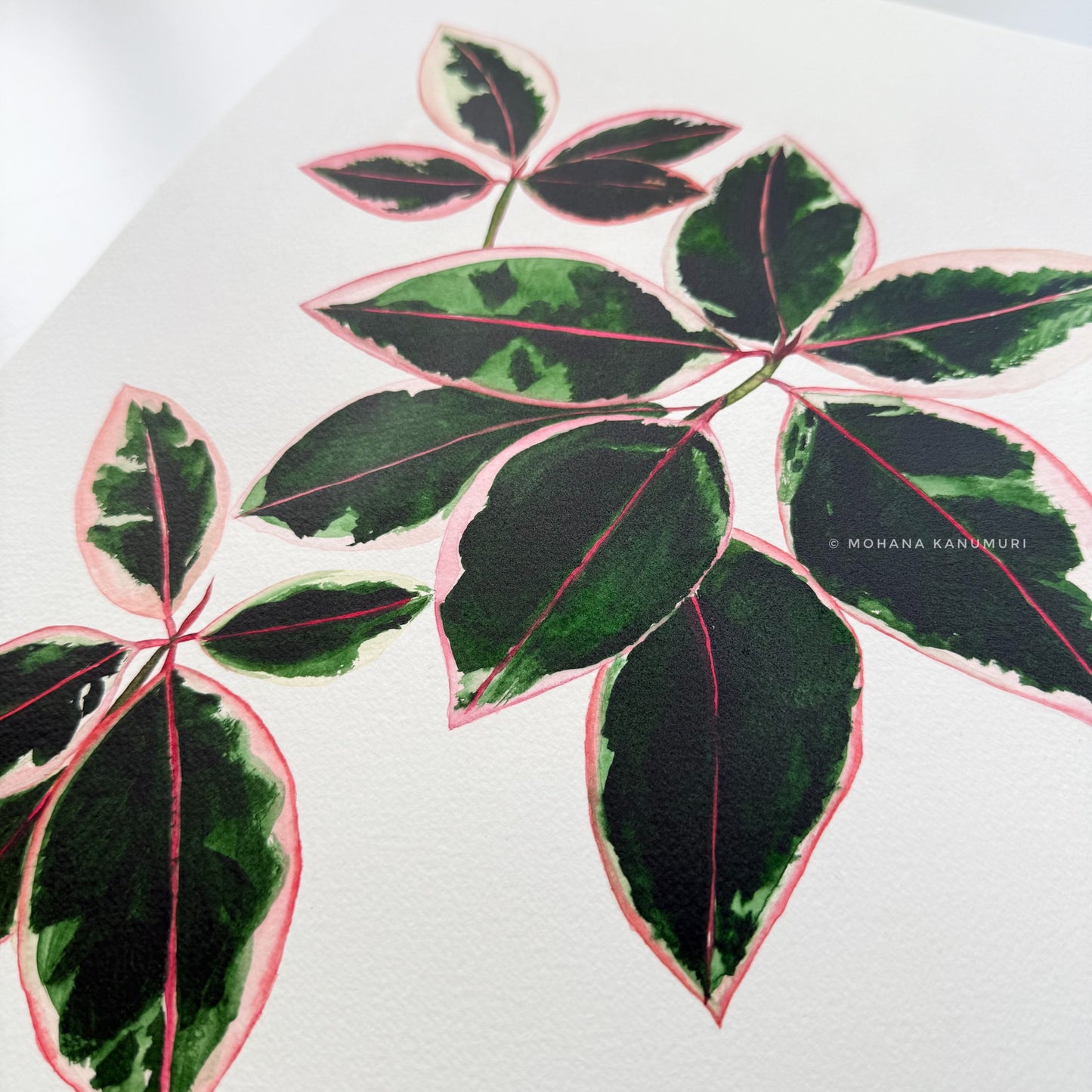 Ficus Ruby - A3 size