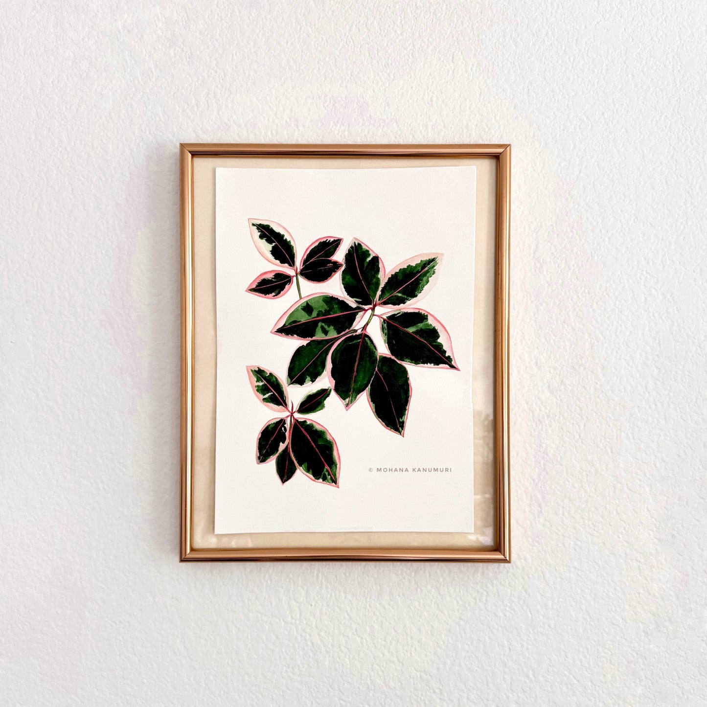 Ficus Ruby - A3 size