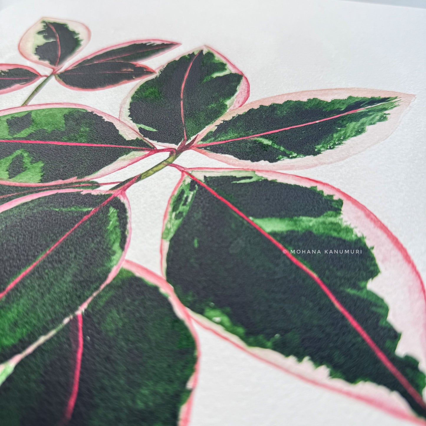 Ficus Ruby - A3 size