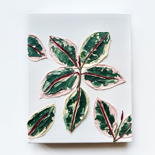 Ficus